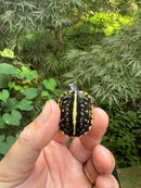 HI YELLOW Florida Box Turtle 2025