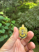 HI YELLOW Florida Box Turtle 2025