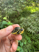 HI YELLOW Florida Box Turtle 2025