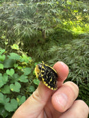 HI YELLOW Florida Box Turtle 2025