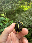 HI YELLOW Florida Box Turtle 2025