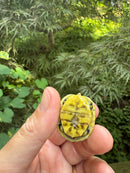 HI YELLOW Florida Box Turtle 2025