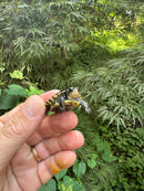 HI YELLOW Florida Box Turtle 2025