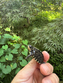 HI YELLOW Florida Box Turtle 2025