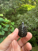 HI YELLOW Florida Box Turtle 2025