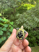 HI YELLOW Florida Box Turtle 2025