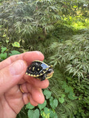 HI YELLOW Florida Box Turtle 2025