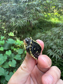 HI YELLOW Florida Box Turtle 2025