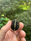 HI YELLOW Florida Box Turtle 2025