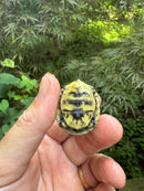 HI YELLOW Florida Box Turtle 2025