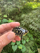 HI YELLOW Florida Box Turtle 2025