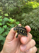 HI YELLOW Florida Box Turtle 2025