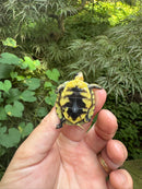 HI YELLOW Florida Box Turtle 2025