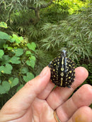 HI YELLOW Florida Box Turtle 2025