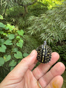 HI YELLOW Florida Box Turtle 2025