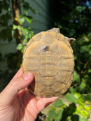 Leucistic African Helmeted Turtle Adult Pair