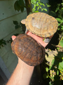 Leucistic African Helmeted Turtle Adult Pair