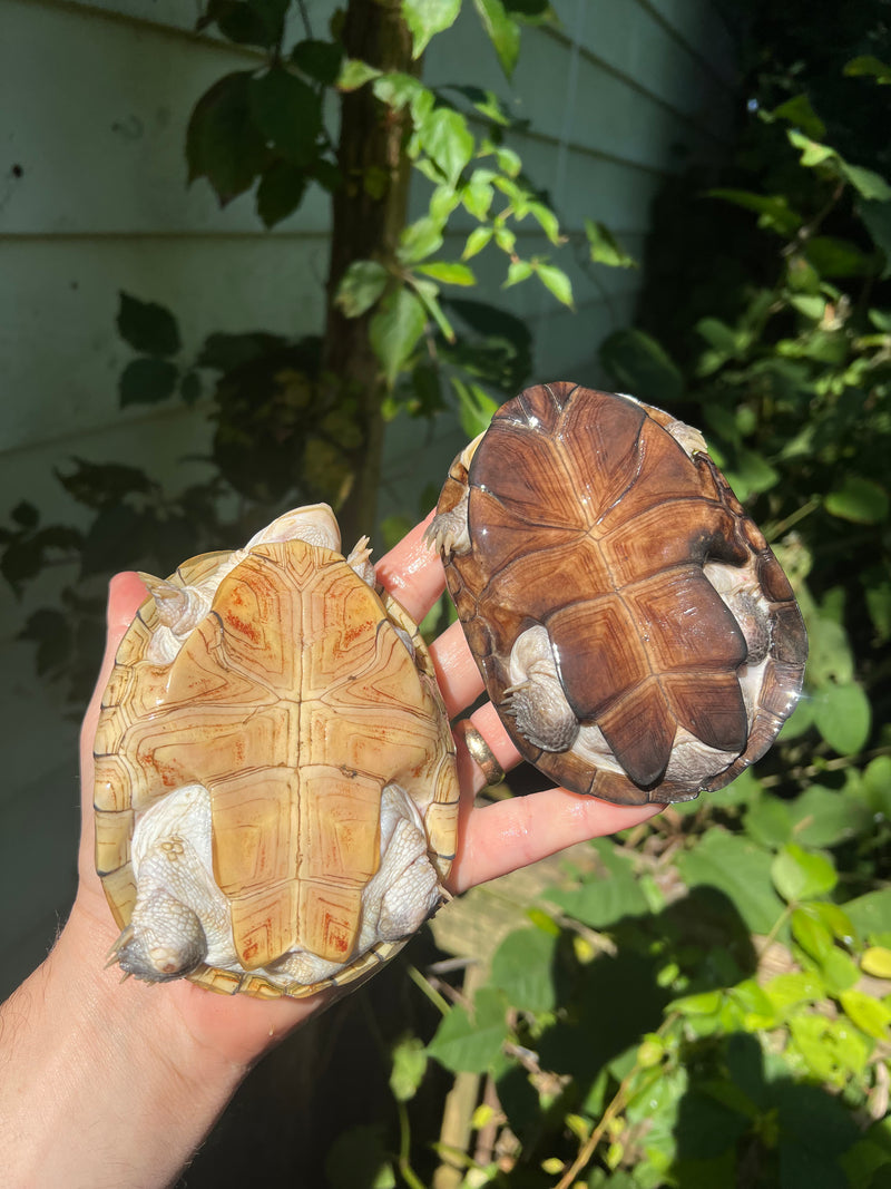 Leucistic African Helmeted Turtle Adult Pair