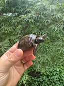 Aldabra Tortoise USA CB 2025