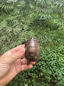 Aldabra Tortoise USA CB 2025