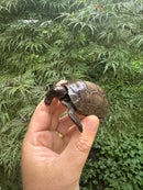 Aldabra Tortoise USA CB 2025