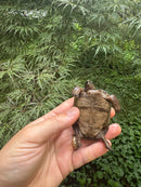 Aldabra Tortoise USA CB 2025