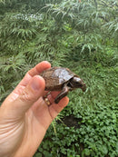 Aldabra Tortoise USA CB 2025