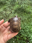 Aldabra Tortoise USA CB 2025