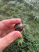 Pastel Clown Eastern Painted Turtle 2025