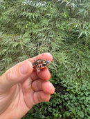 Pastel Clown Eastern Painted Turtle 2025