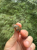 Pastel Clown Eastern Painted Turtle 2025