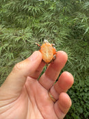 Pastel Clown Eastern Painted Turtle 2025