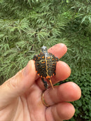 Pastel Clown Eastern Painted Turtle 2025