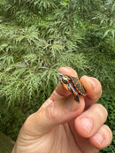 Pastel Clown Eastern Painted Turtle 2025