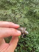 Pastel Clown Eastern Painted Turtle 2025