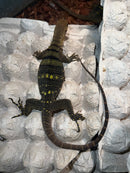 Spiny-neck Monitor