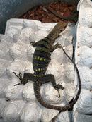 Spiny-neck Monitor
