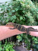 Spiny-neck Monitor