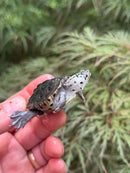 Hi White Concentric Diamondback Terrapin 2024