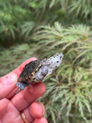 Hi White Concentric Diamondback Terrapin 2024