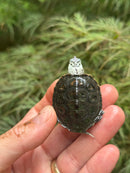 Hi White Concentric Diamondback Terrapin 2024