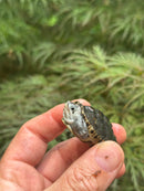 Hi White Concentric Diamondback Terrapin 2024