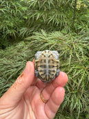 Hi White Concentric Diamondback Terrapin 2024