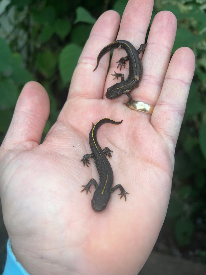 Italian crested newt (Triturus carnifex)