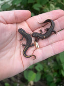 Italian crested newt (Triturus carnifex)