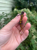 Italian crested newt (Triturus carnifex)