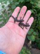 Macedonian crested newts (Triturus macedonicus)