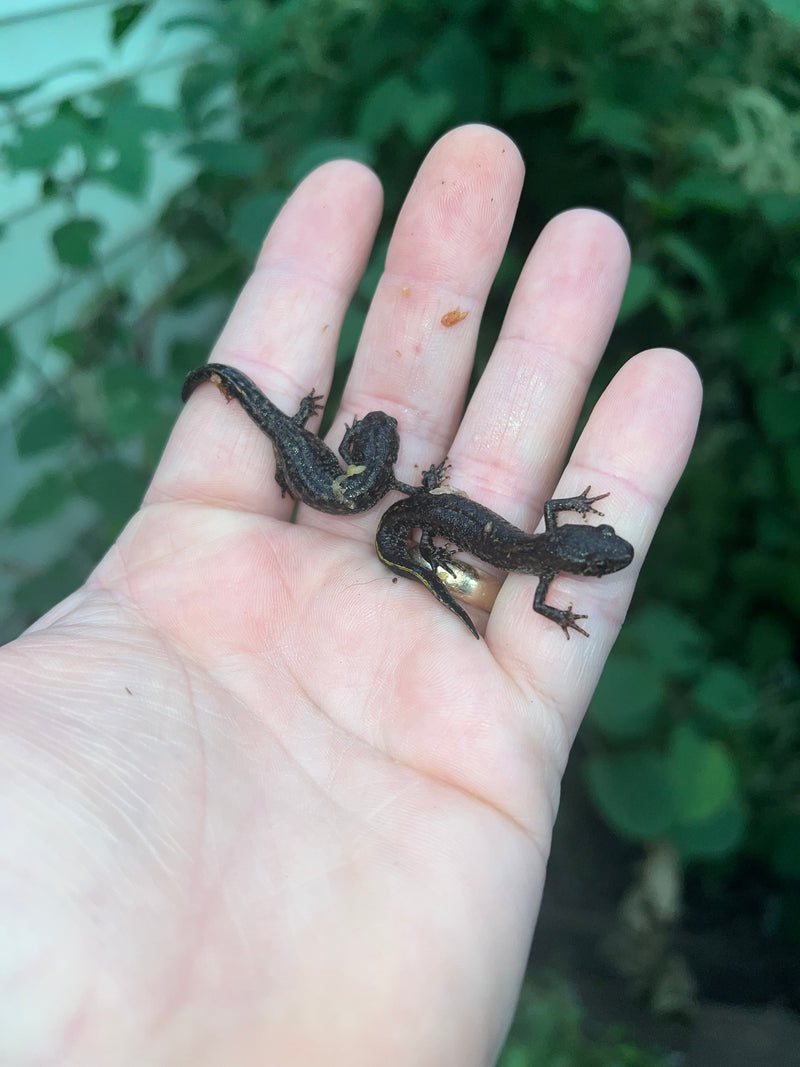 Macedonian crested newts (Triturus macedonicus)