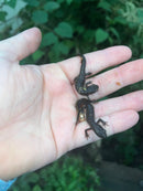 Macedonian crested newts (Triturus macedonicus)