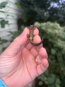 Macedonian crested newts (Triturus macedonicus)
